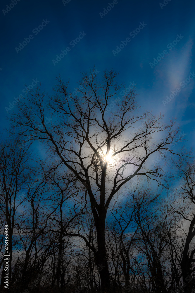 Sun, clouds & blue sky silhouette a winter tree.