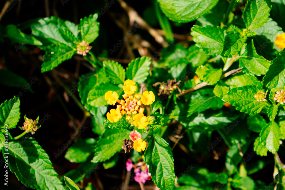 Flower yellow lantana camara detailed macro Flower yellow lantana camara detailed macro