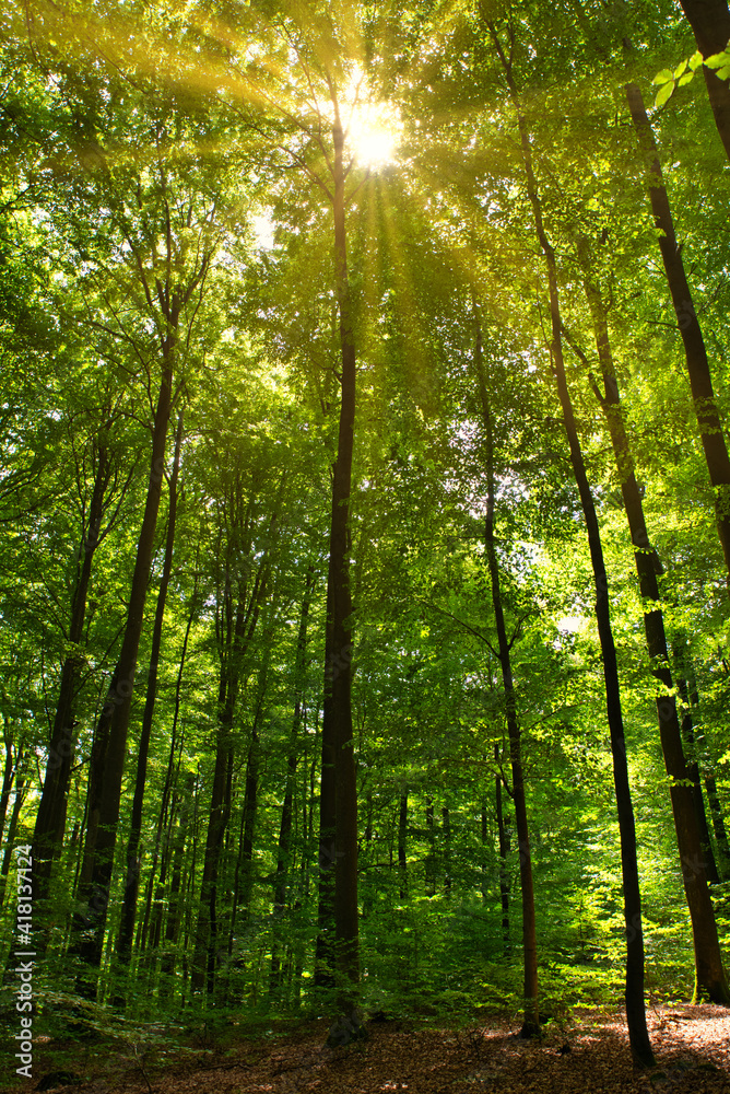 Sonnenstrahlen in einem Buchenwald im Sommer Sonnenstrahlen in einem Buchenwald im Sommer