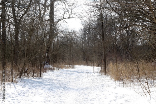 tha long snowy trail in the woods on a cold winter day. photo