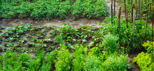 The rows of young plants growing in the greenhouse photo