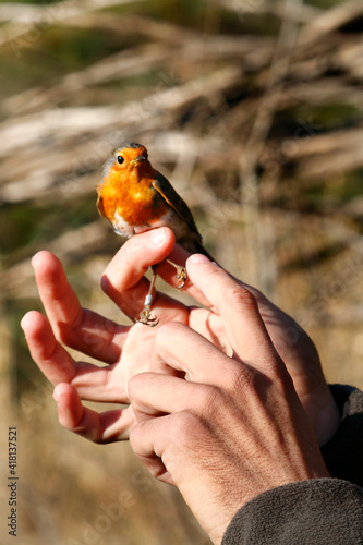 Ornitologo de campo mostrando el caracteristico pecho rojo del Petirrojo, Erithacus rubecula. photo