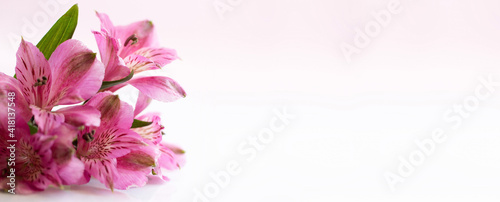 Fototapeta Naklejka Na Ścianę i Meble -  Flowers of alstromeria on a bright background. Front view. Copy space