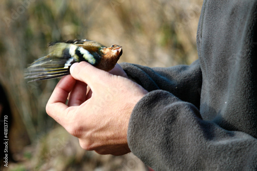 Inspección de las alas de un  Picogordo, Coccothraustes coccothraustes, en las manos de un ornitologo de campo para su estudio cientifico.
 photo