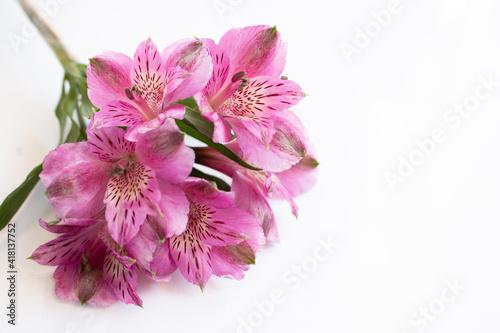 Flowers of alstromeria on a bright background. Front view. © Елена Швецова