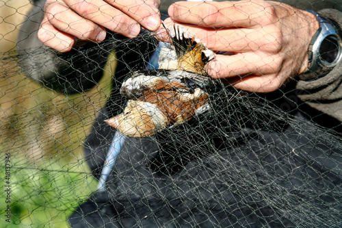 Konstfotografi Manos de un ornitologo liberando a un Picogordo, coccothraustes coccothraustes, de una red para aves para su estudio de campo