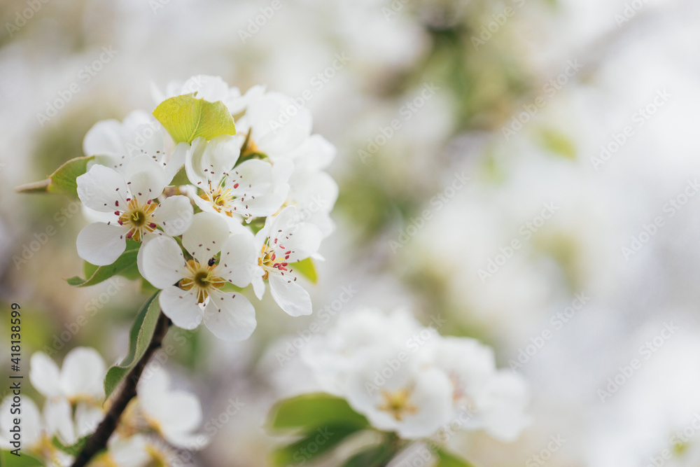 Beautiful blooming pear tree branch at spring garden. White flowers, spring blossom. Macro close-up shot.