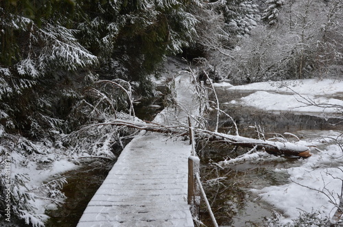 Fallen tree on the catwalk photo