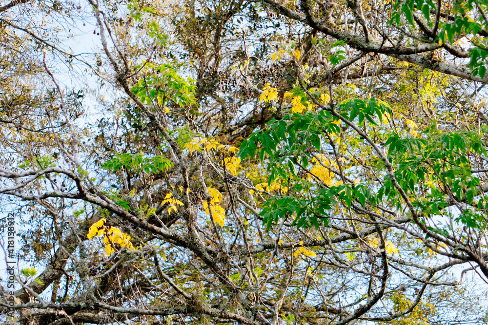 Fototapeta premium Colorful winter tree leaf in Florida