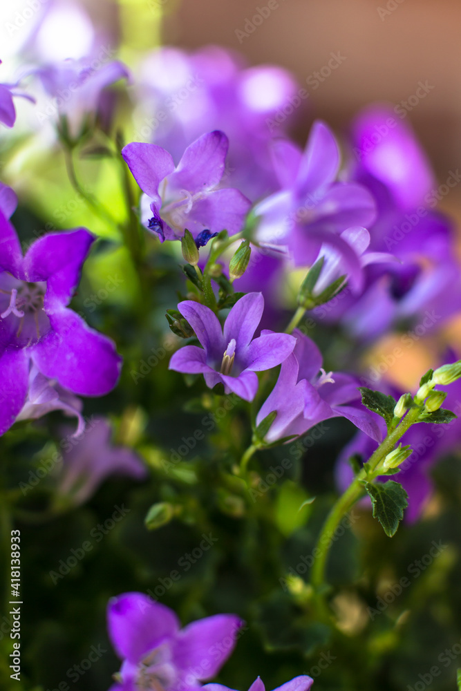 Flowers of the house plant Campanula close-up