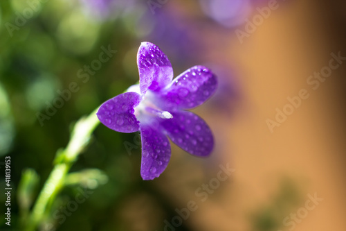 Flower of a house plant campanula in droplets of water photo