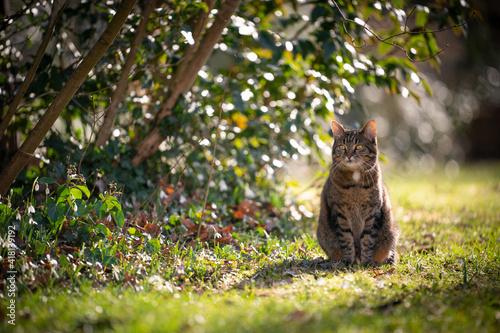 Fotografie tabby cat sitting on sunny meadow outdoors in nature looking