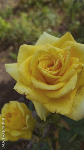 Yellow rose
