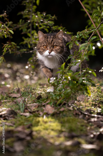 tabby white british shorthair cat walking through lush foliage outdoors in nature