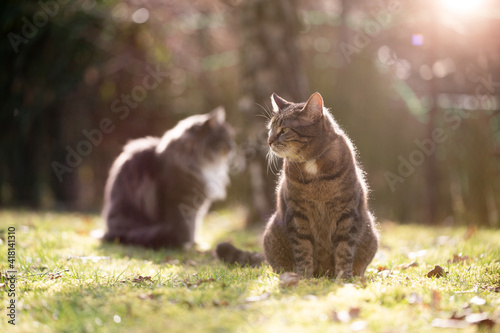 two cats outdoors in the garden side by side looking in opposite directions observing