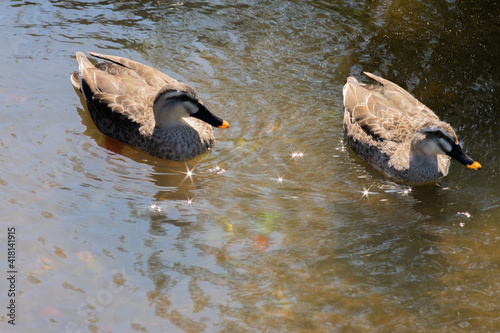 日本の公園にいる動物