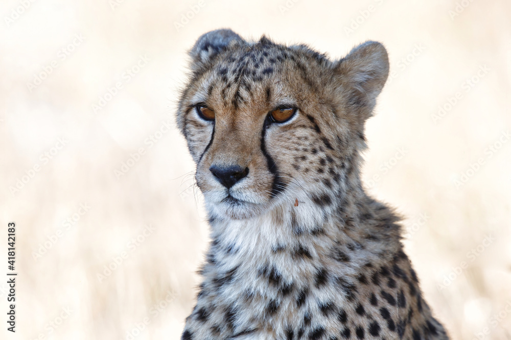 Portrait of a cheetah in a Game Reserve in the Karoo in South Africa Portrait of a cheetah in a Game Reserve in the Karoo in South Africa