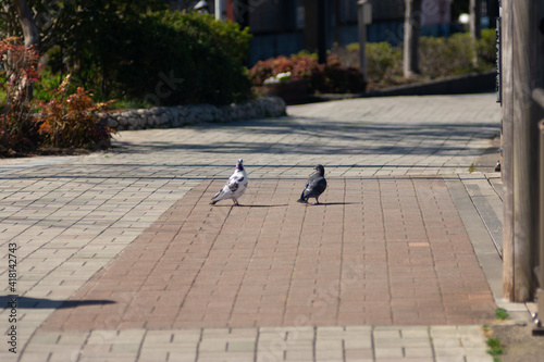 日本の公園にいる動物
