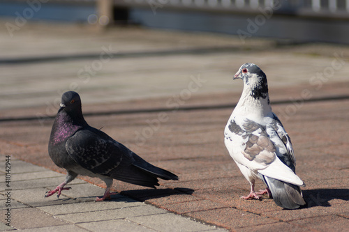 日本の公園にいる動物