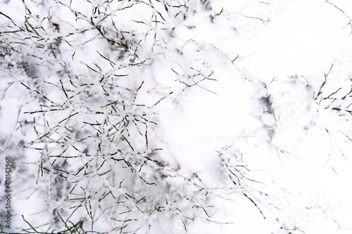 Grass in the snow close-up top view. Background for your design or lettering.