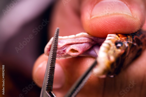 glottal orifice of a snake being analyzed in a specialized veterinary clinic