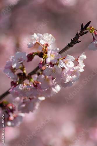 日本の春の花