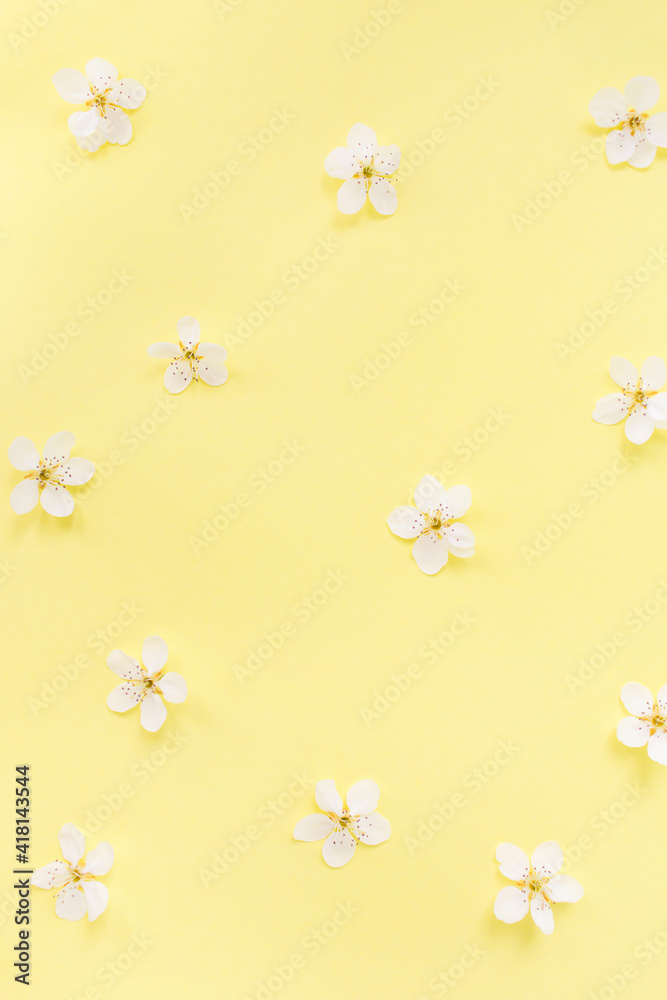 Floral pattern of white spring or summer flowers on yellow background. Copy space for your text. Flat lay style. Top view. Floral background. Pattern of flower buds.