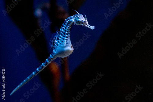 sea horse underwater close up