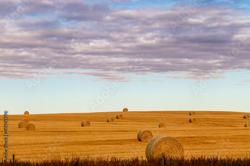 Fototapeta Naklejka Na Ścianę i Meble -  Haybales in fall fields. Wheatland County, Alberta, Canada
