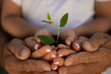 Child holding young green plant in hands