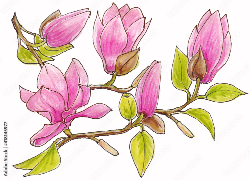Isolated watercolor drawing of branches with magnolia flowers of pink and lilac flowers on white background Isolated watercolor drawing of branches with magnolia flowers of pink and lilac flowers on white background