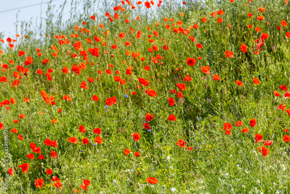 Red poppy flowers on a green meadow