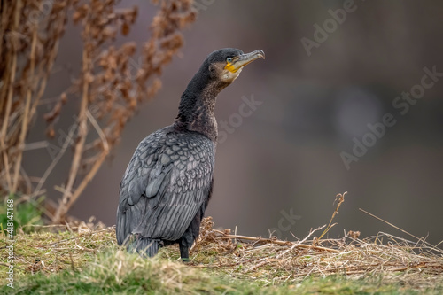 Cormorant in front of a pond, close up in Scotland in winter