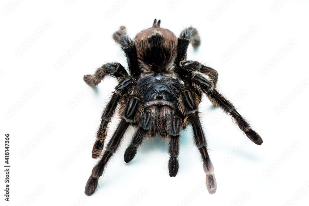 black tarantula spider, large arthropod on white isolated background black tarantula spider, large arthropod on white isolated background