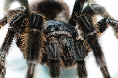black tarantula spider in macro photo, closeup of spider