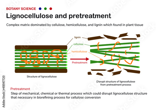 Botany diagram (plant biology) show structure of lignocellulose in biomass and pretreatment for cellulose, hemicellulose and lignin in biorefinery process photo