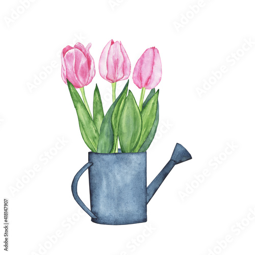 Bouquet of pink tulip in blue watering can isolated on white background. Watercolor hand drawing illustration. Perfect for spring flower card.