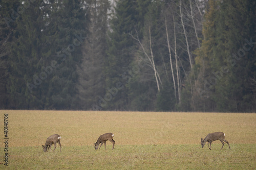 meadow surrounded by forest where three deer have come out to eat green grass