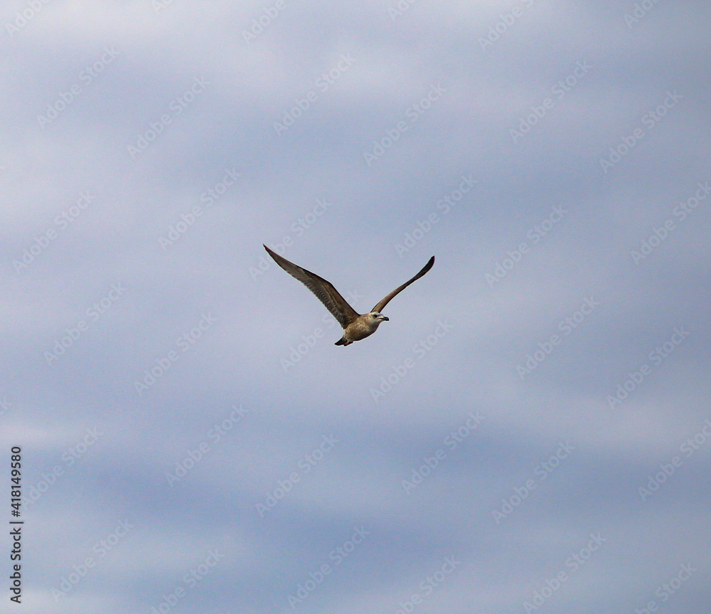 Bird in the Air Bird in the Air