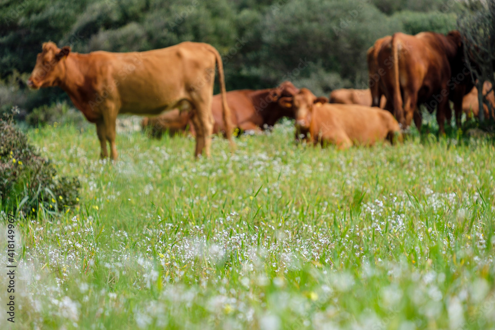 Menorcan cows grazing, Es Tudons, Ciutadella, Menorca, Balearic Islands, Spain Menorcan cows grazing, Es Tudons, Ciutadella, Menorca, Balearic Islands, Spain