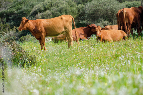 Menorcan cows grazing, Es Tudons, Ciutadella, Menorca, Balearic Islands, Spain