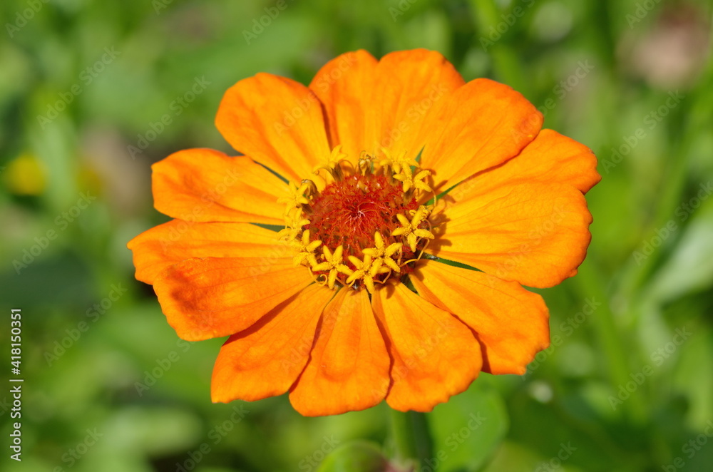Orange Zinnia on a background of greenery close-up Orange Zinnia on a background of greenery close-up