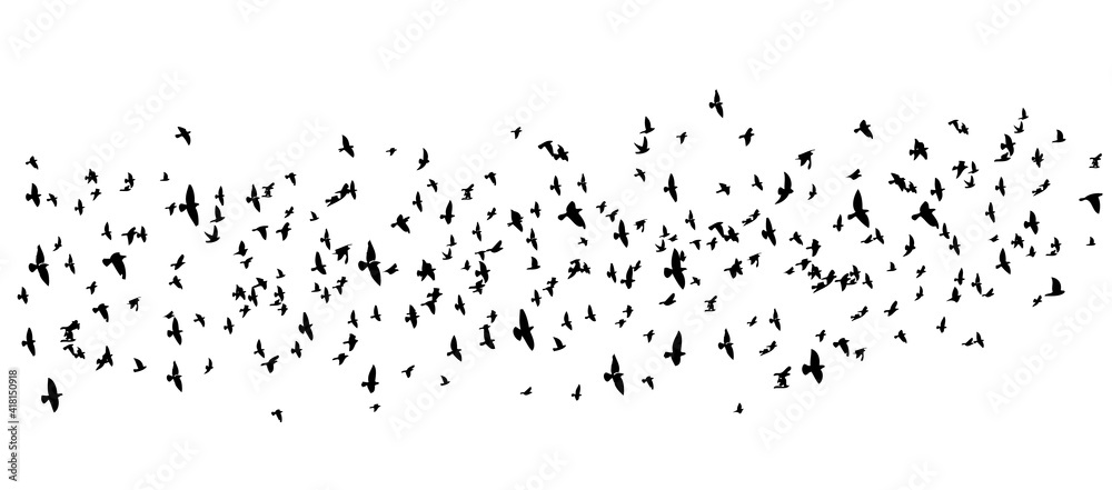 Fototapeta premium A large flock of flying birds. Vector illustration