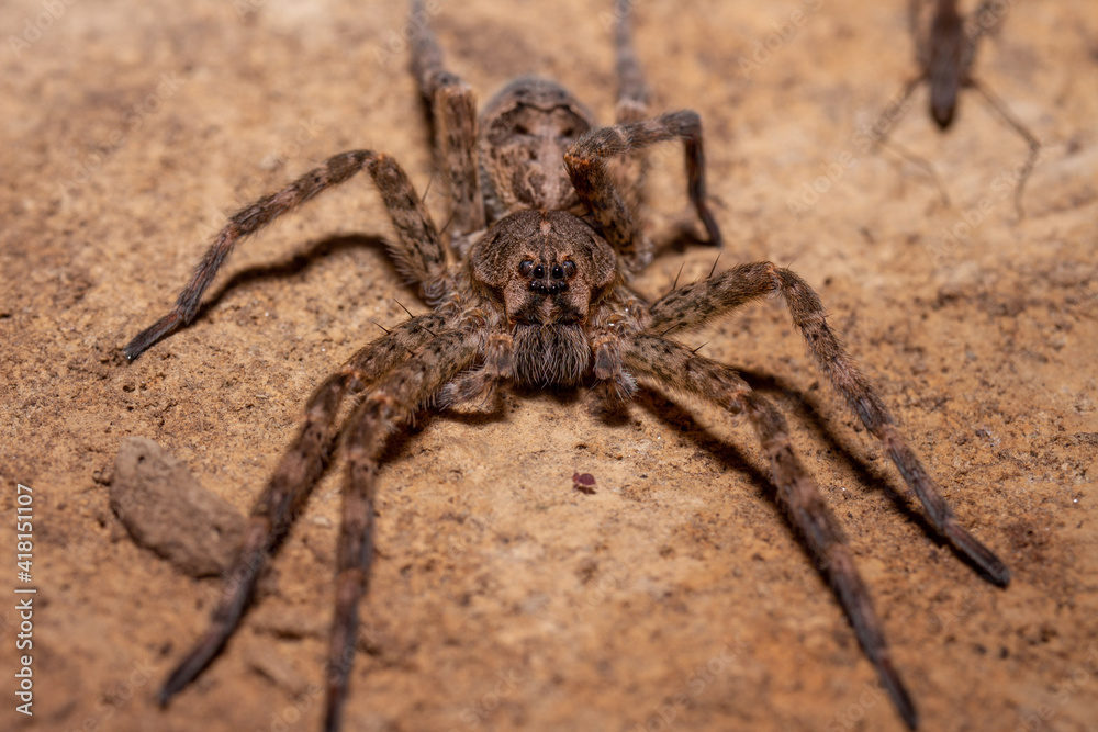 Dolomedes tenebrosus under a rock Dolomedes tenebrosus under a rock