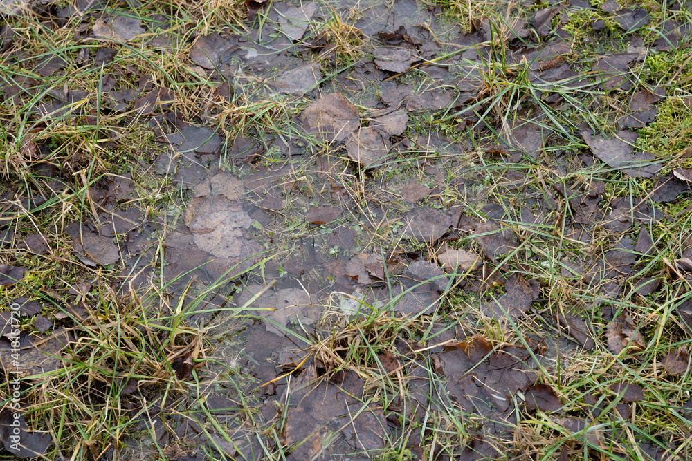 Close-up of a flooded meadow in spring where you can see various green plants, Close-up of a flooded meadow in spring where you can see various green plants,