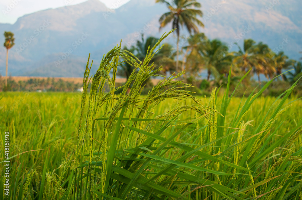 Paddy Form a rice paddy field is a flooded field of arable land used for growing ...