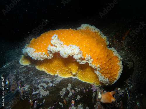 Orange Peel Nudibranch Sea Slug Underwater in Southeast Alaska, USA photo