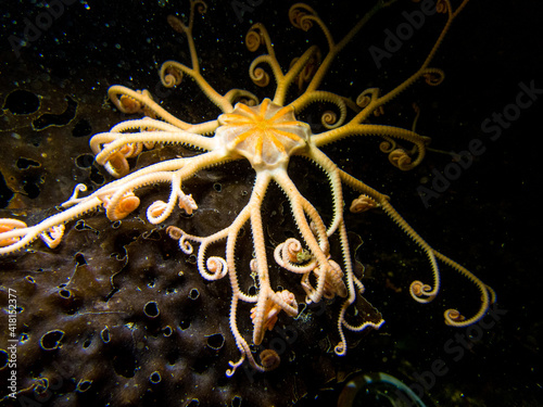 Basket Sea Star Uncurls Tendrils Underwater in Southeast Alaska, USA photo