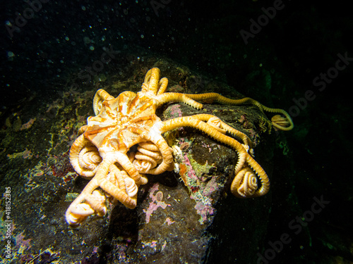 Basket Sea Star Curled Up Underwater in Southeast Alaska, USA photo