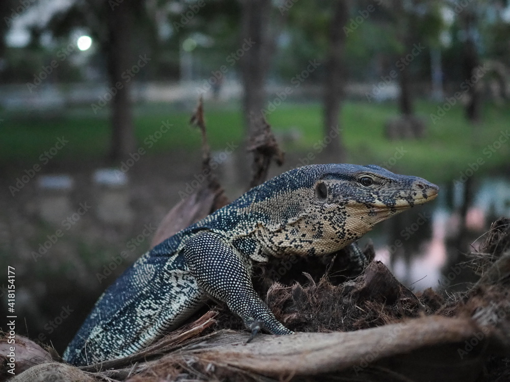 Varanus salvator on the coconut tree. common water monitor, Varanus like Komodo dragon. Varanus salvator on the coconut tree. common water monitor, Varanus like Komodo dragon.